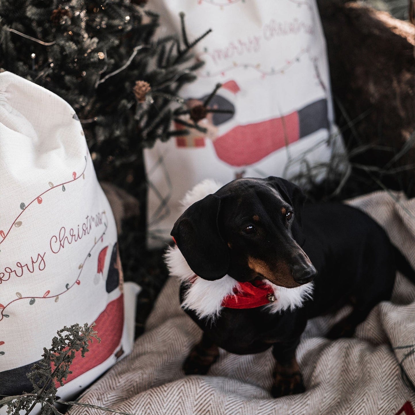 Couples Sausage Dog Set Of Christmas Sacks