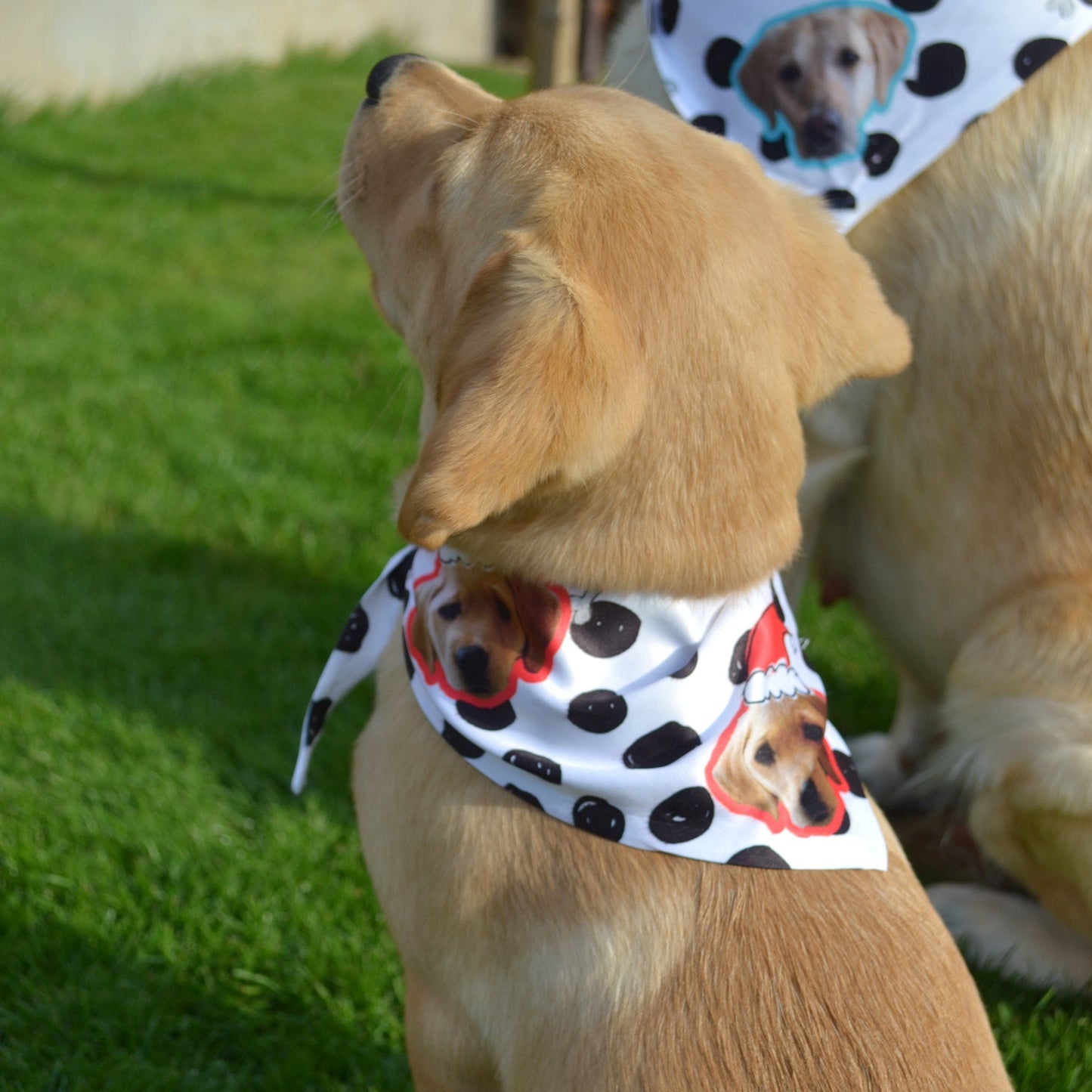 Personalised Christmas Pet Photo Bandana